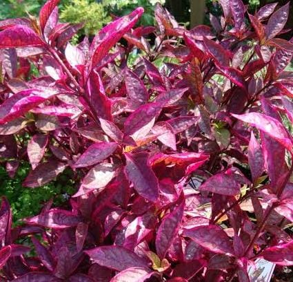 Alternanthera amoena (Red) (10 - 15cm Height in 10cm Pot)