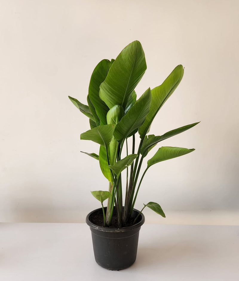 Strelitzia Nicolai ( 35cm Height ,13cm Pot )