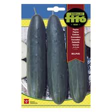Fito Cucumber Bellpuig Seeds