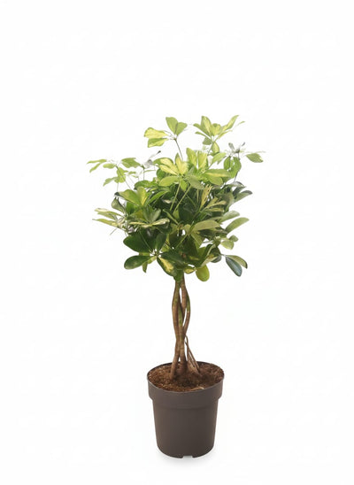Schefflera arbor 75cm ht