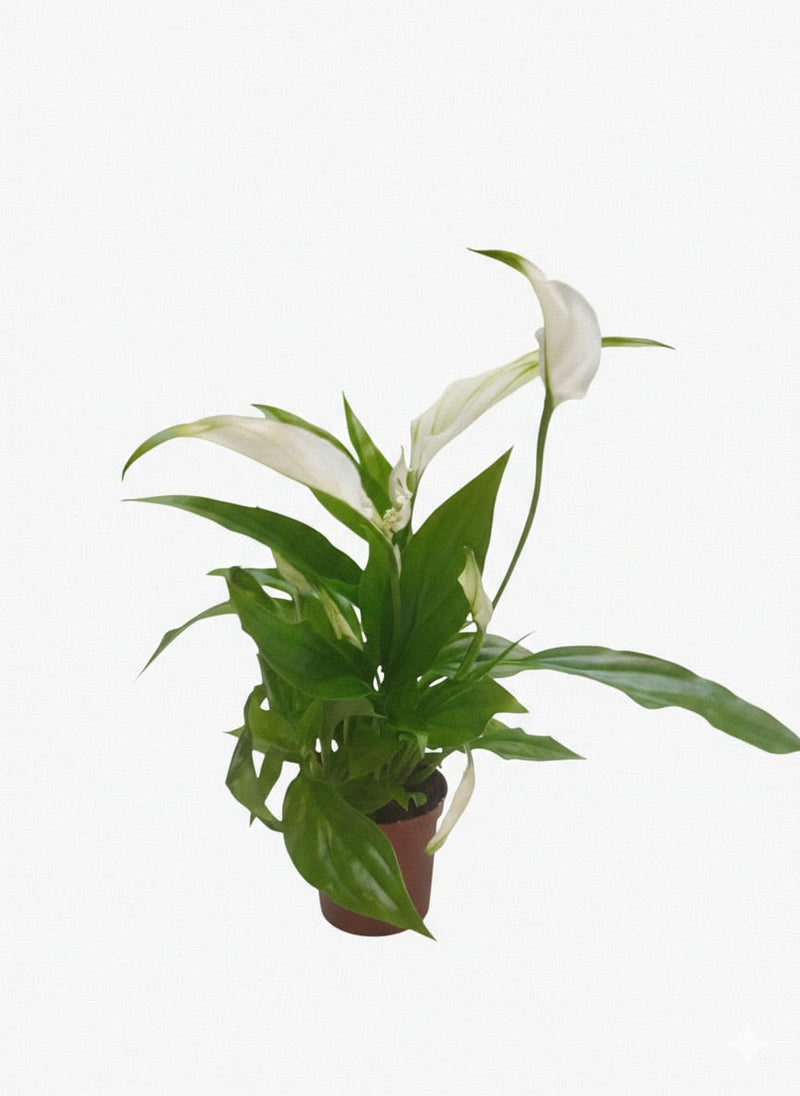 Spathiphyllum 'Pearl Cupido'Air So Pure7Cm Pot 24 cm ht