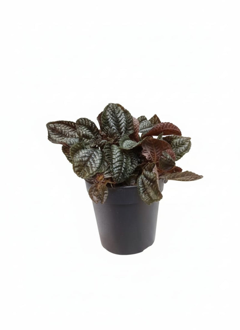 Pilea Norfolk 20cm Ht