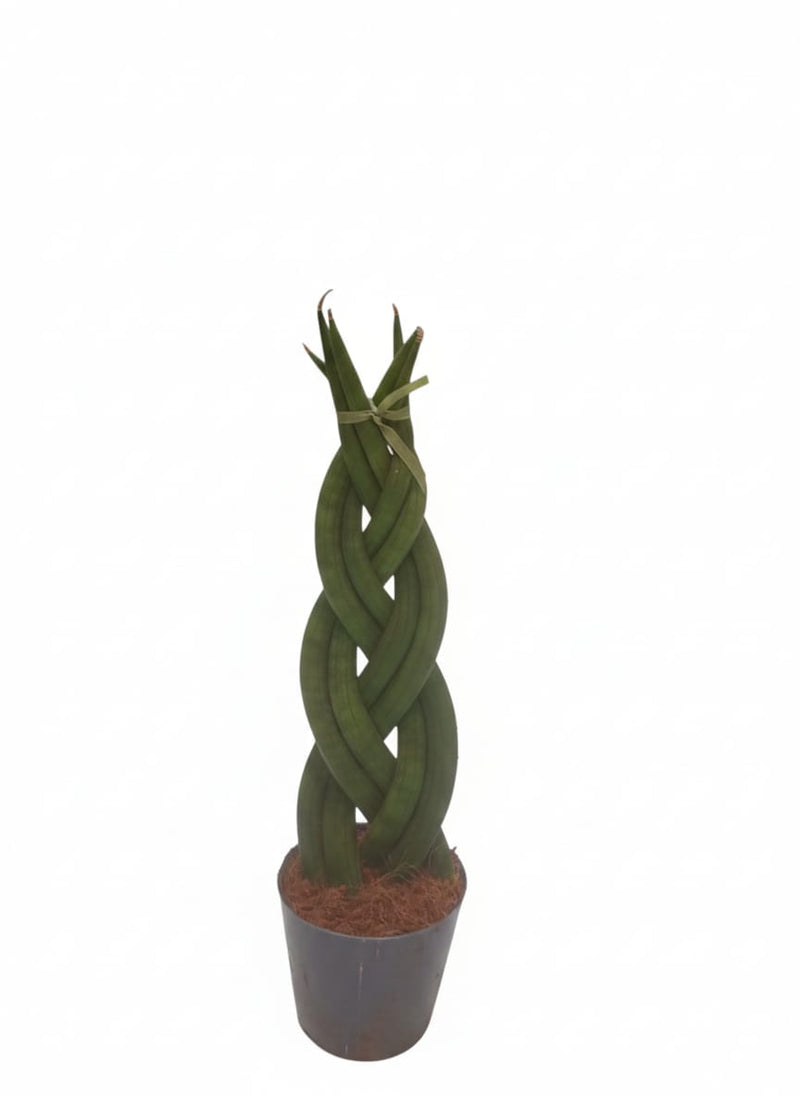 Sansevieria Twist 27cm ht