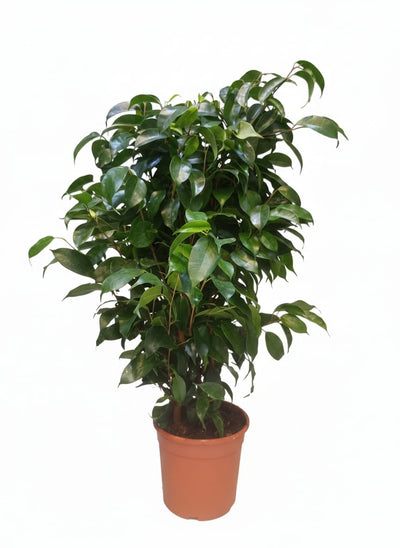 Ficus Benjamina 75cm ht