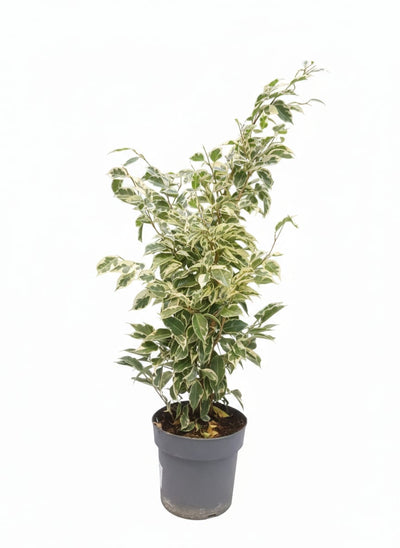 Ficus Benjamina Twilight 65cm ht