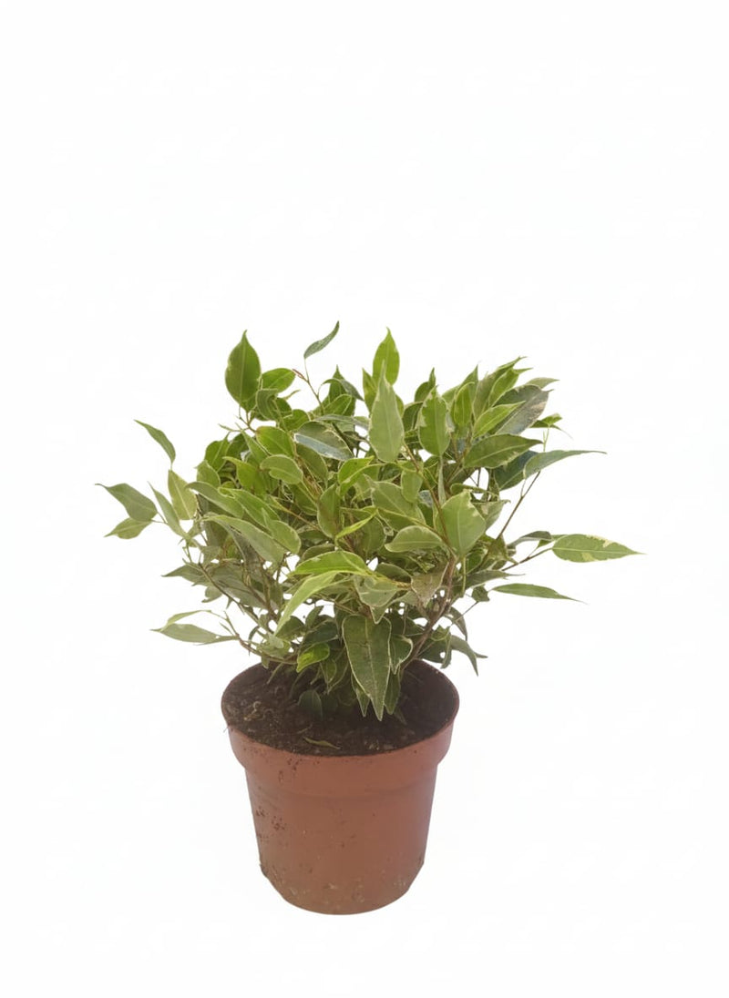 Ficus Benjamina Kinky 25cm ht