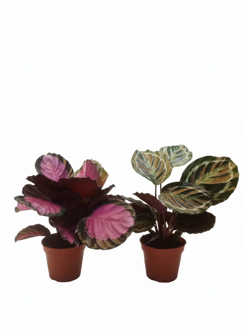 Calathea Mix 12cm pot, 40cm ht-Single Piece