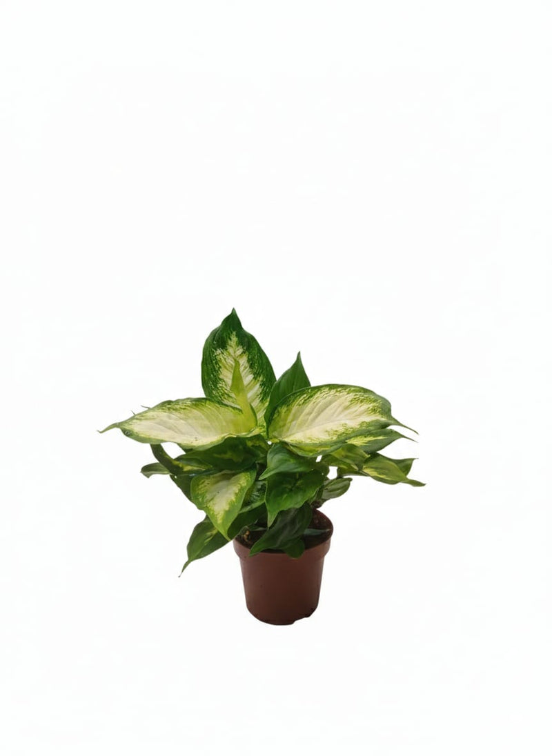 Dieffenbachia 'Camilla' 9CM POT,35CM HT
