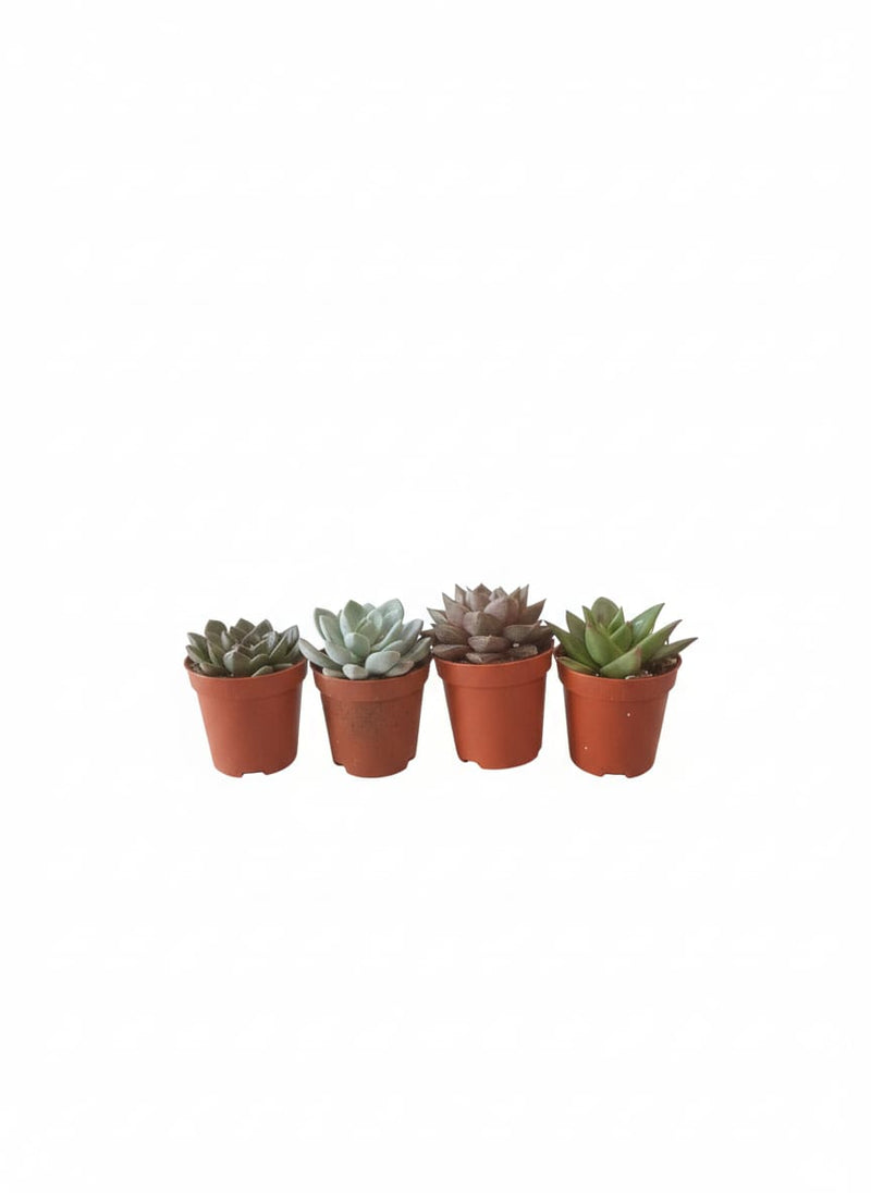 Echeveria mix 505cm pot-Single Piece