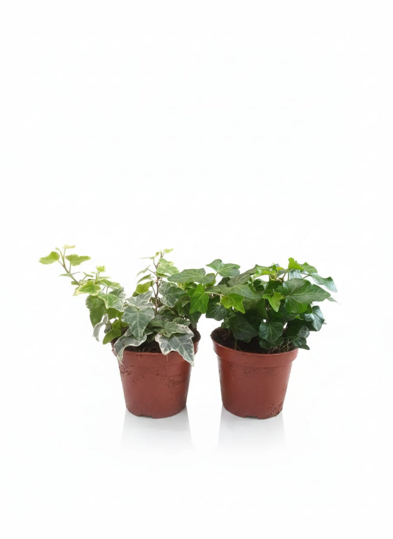Hedera helix mix 508cm pot 10cm hgt-Single Piece