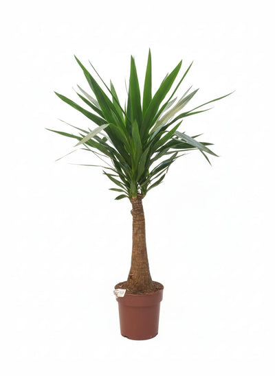 Yucca elephantipes ... Maya Tree 23CM POT,130CM HT