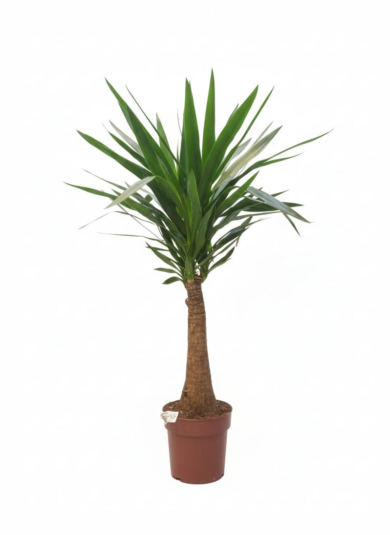 Yucca elephantipes ... شجرة المايا 23 سم وعاء، 130 سم ارتفاع