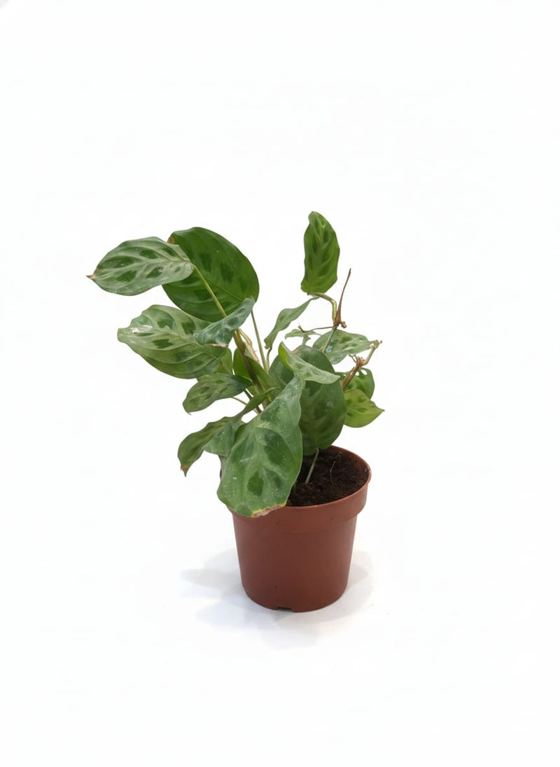 مارانتا لوك. قدر 'كيرشوفيانا' 12 سم، 40 سم HT