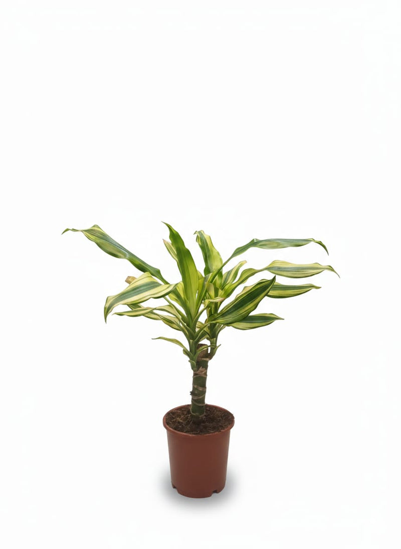 دراسينا فراغ. 'يلو كوست' ساق واحدة، رأسان أو أكثر، أصيص 11 سم، ارتفاع 40 سم