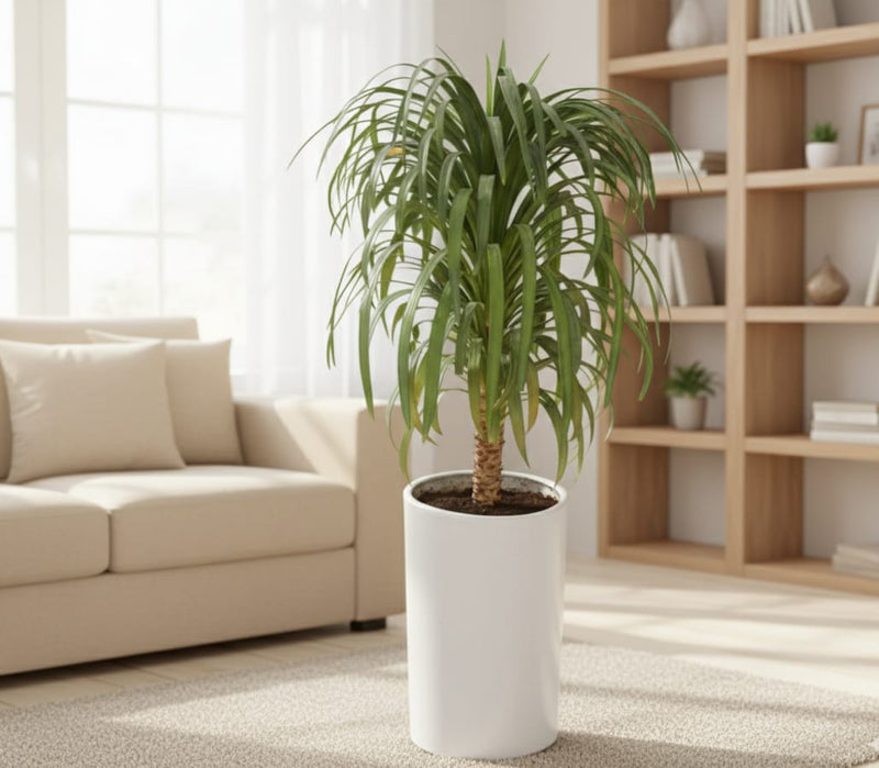Yucca Desmetiana (Ceramic Pot) 80-90cm