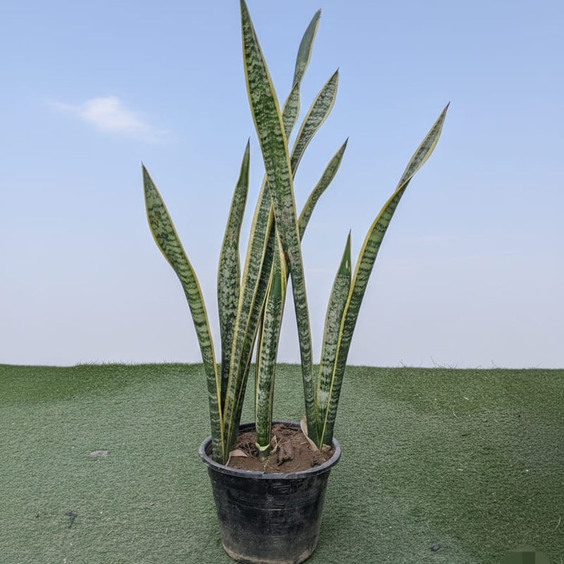 Sansevieria Trifasciata 6Ltr Pot 40-60Cm Ht