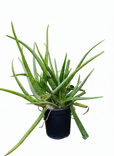 Alovera 2L pot