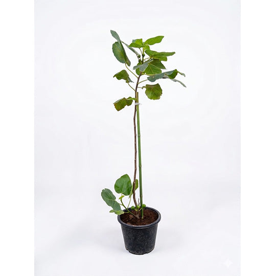 Ficus Carica Fig 80-100cm