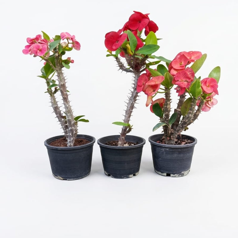Euphorbia 20-30cm (Single Piece)
