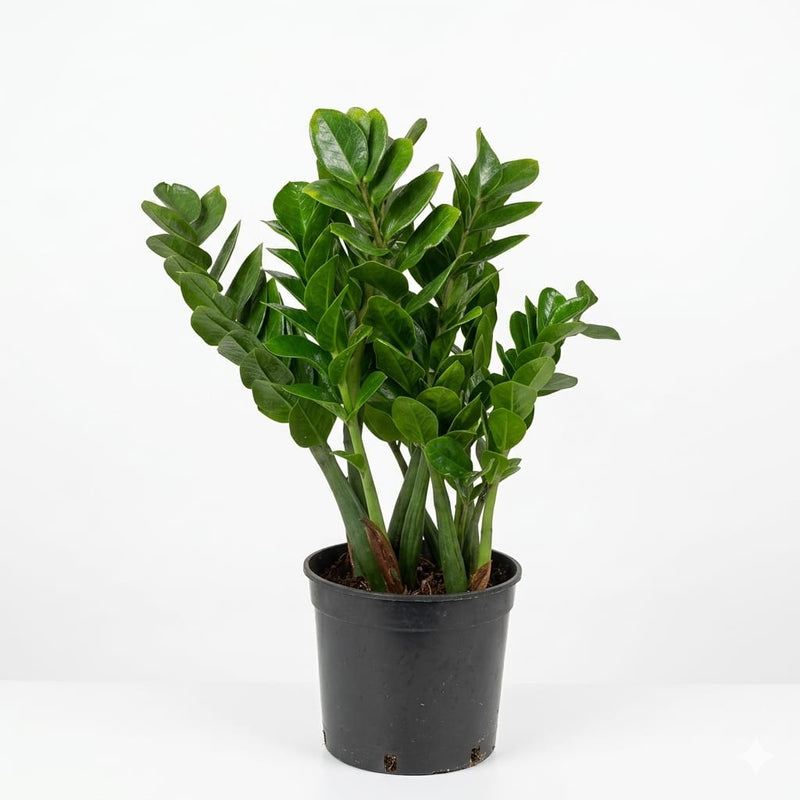 Zamioculcas Zamiifolia Plant 50cm Height
