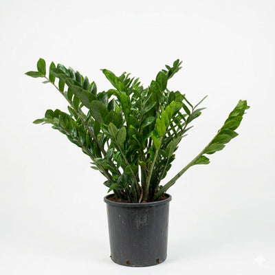Zamioculcas Zamiifolia Plant 80-90cm Height