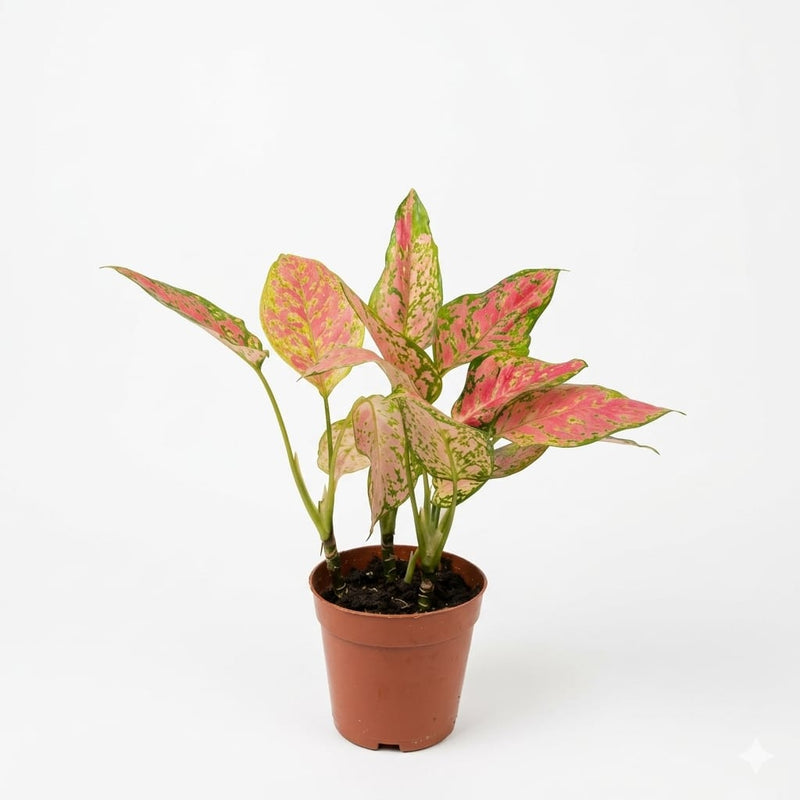 Aglaonema Tweede Sortering Red Color 30cm