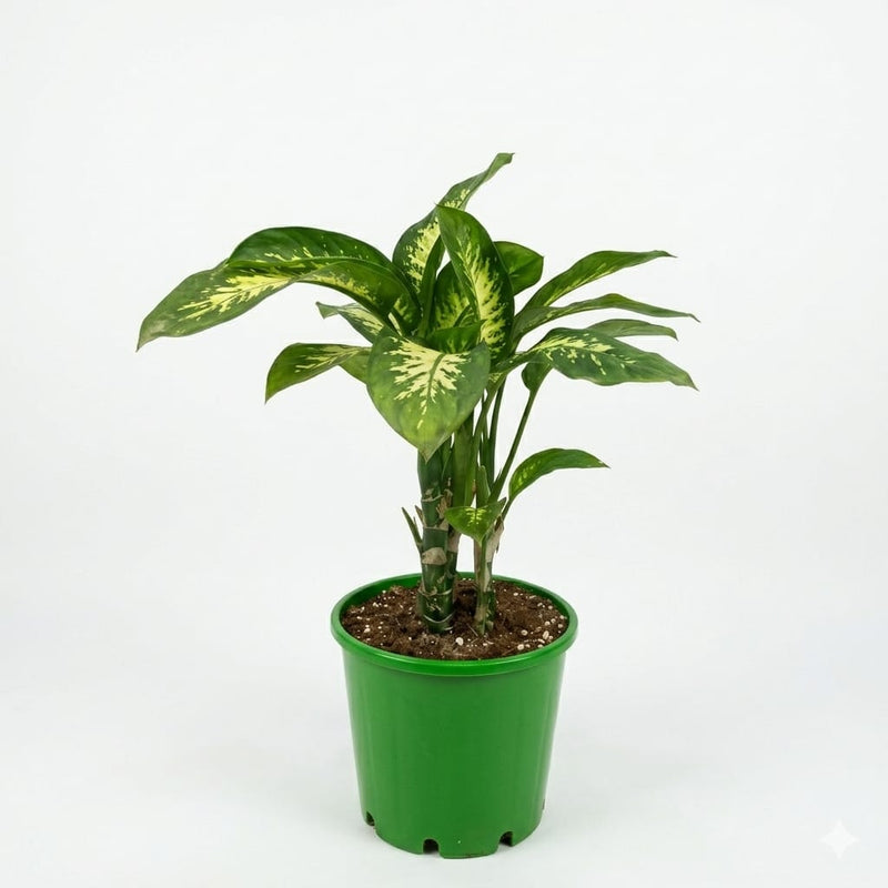 Dieffenbachia 6lt Pot (50-60cm)