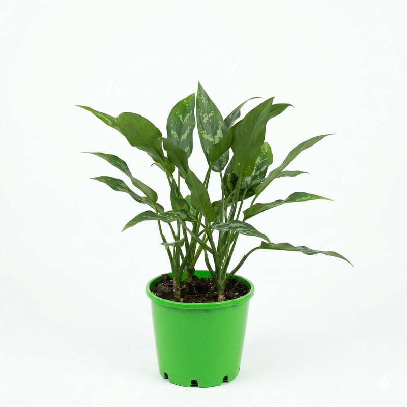 Aglaonema Tweede Sortering Green Color (30-40 Cm)