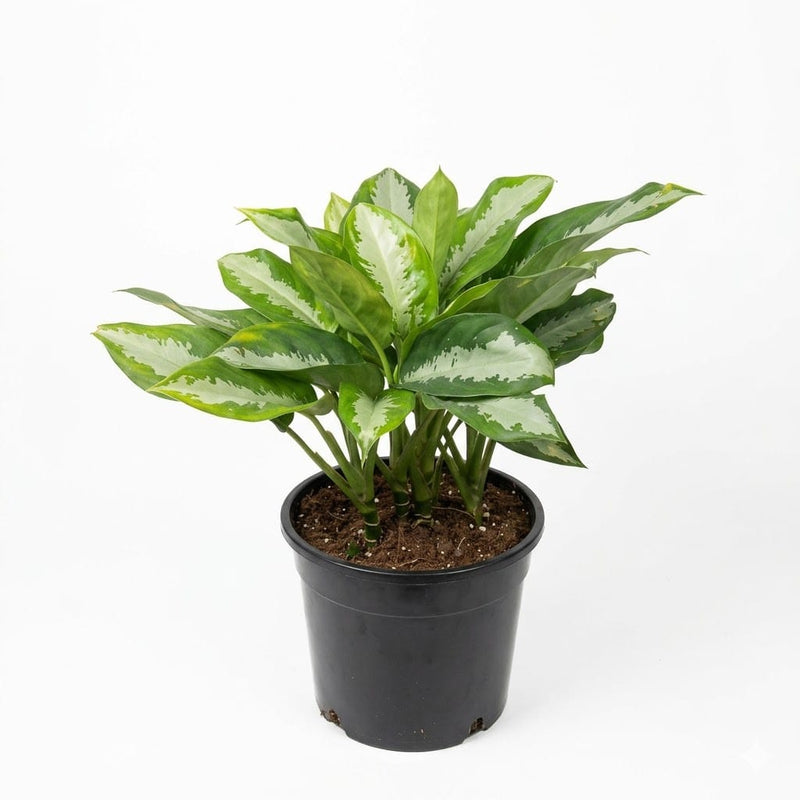 Aglaonema Tweede Sortering 4lt Pot (50-60cm)