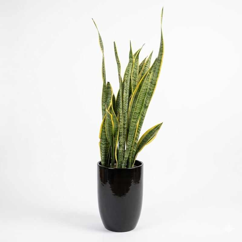 Sansevieria with Ceramic pot 80-90cm height