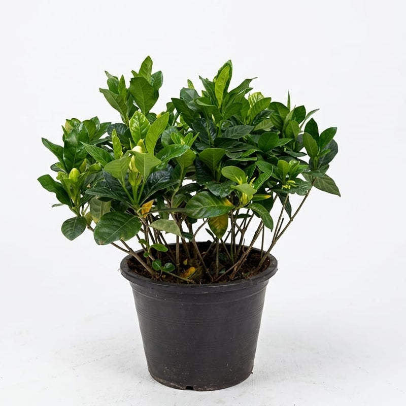 Gardenia Jasmin First Love 6L Pot 30-40Cm Ht