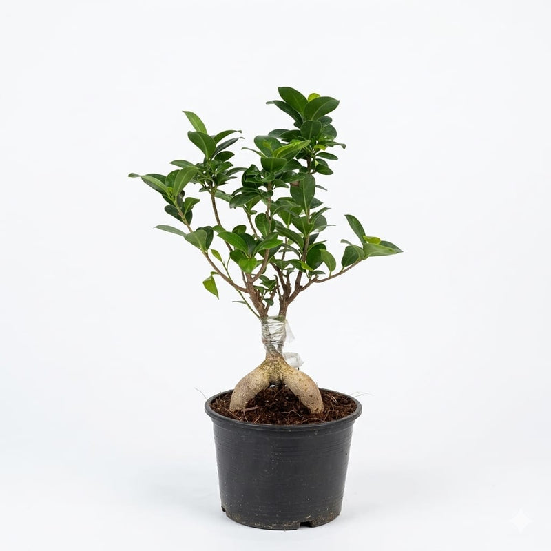 Ficus Bonsai 100/300gm v15 pot
