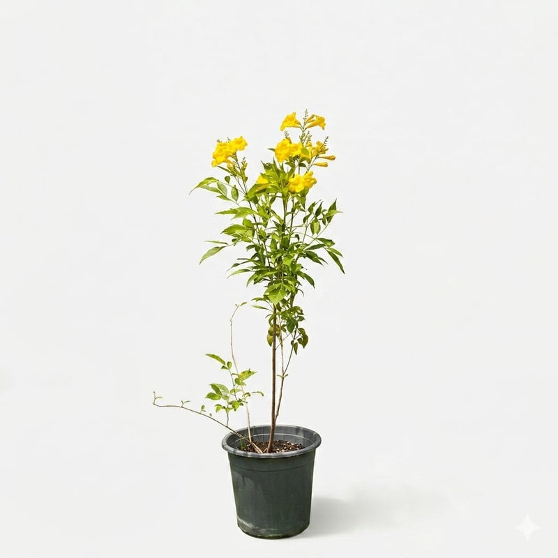 Tecoma Stans 90cm ht