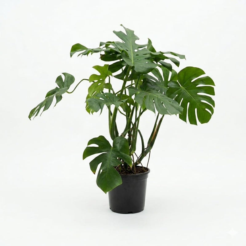 Monstera 8lt pot (90-100cm)