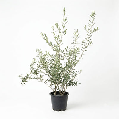 Olive 6lt pot 80cm ht