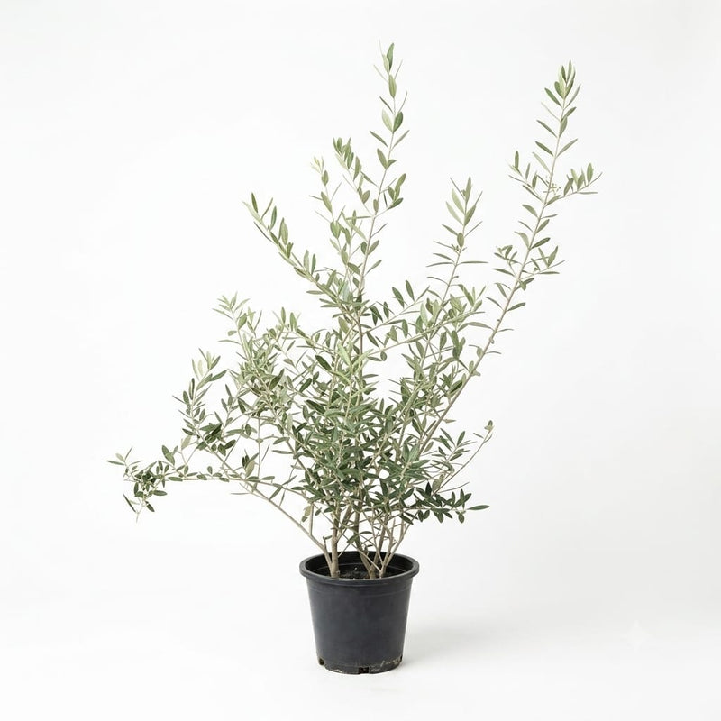 Olive 6lt pot 80cm ht