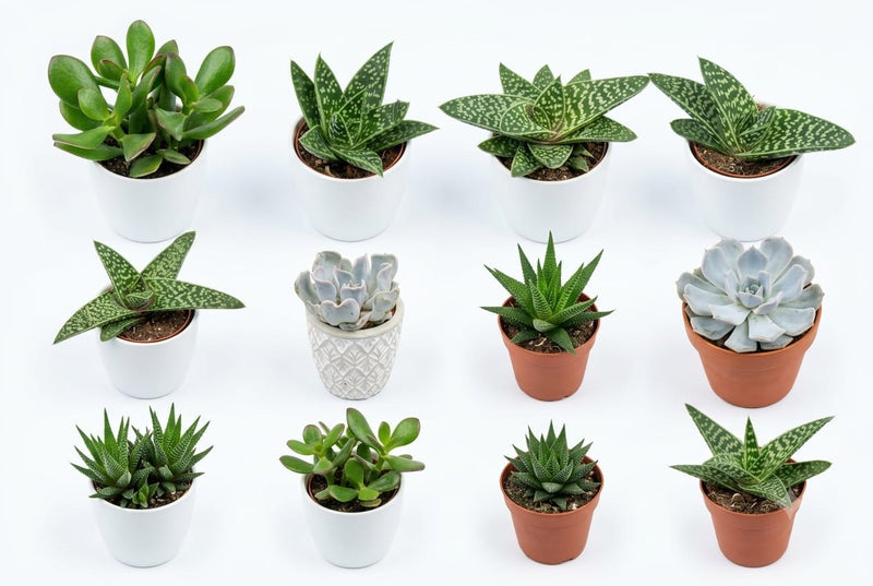 Succulents mix in ceramic pot (Single pcs )