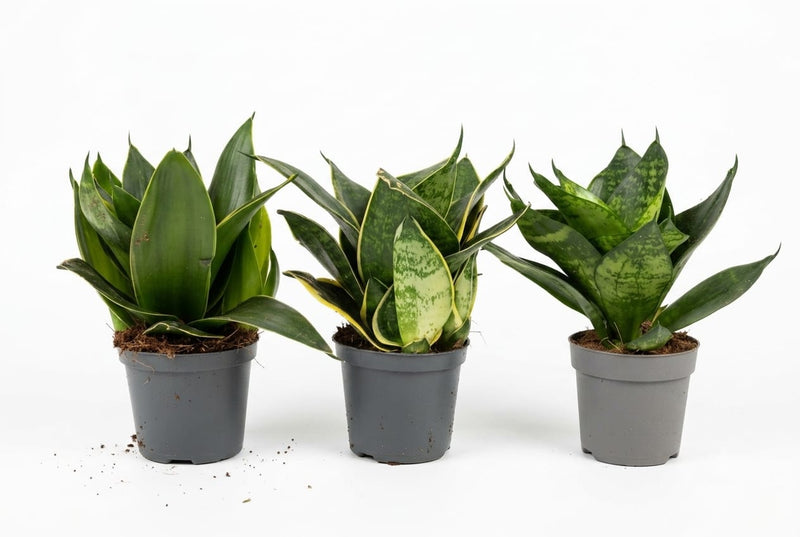 Sansevieria Trifasciata 20-30cm Ht