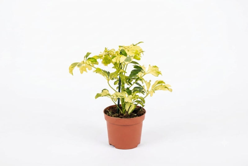 Schefflera arbor. 'Janine' 25cm ht