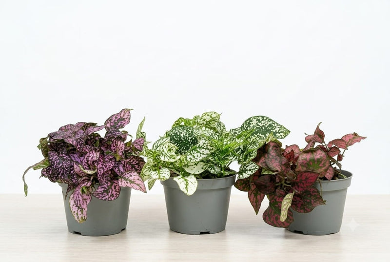 Hypoestes phyllo. mix 12cm ht -Single pcs