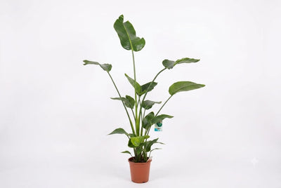 Strelitzia nicolai 27cm pot, 145cm ht