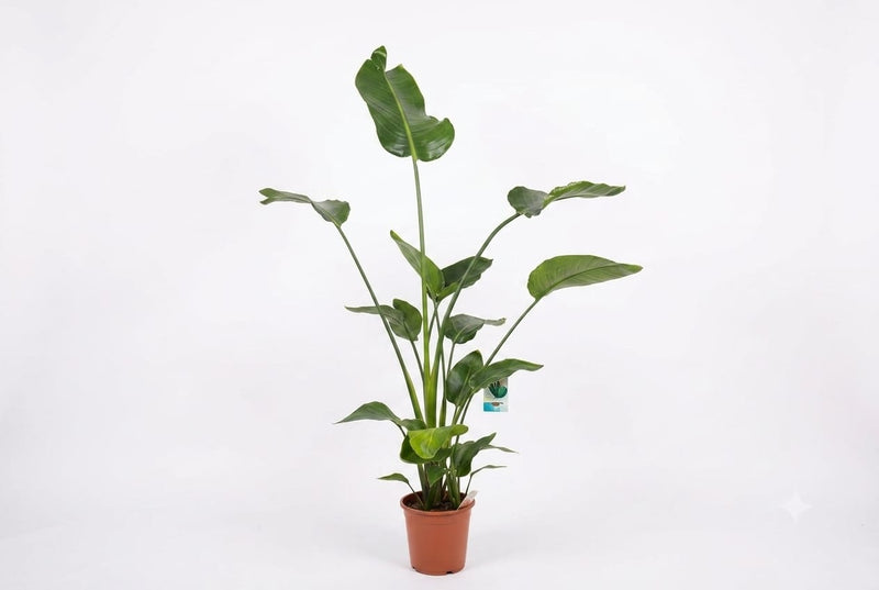 Strelitzia nicolai 27cm pot, 145cm ht