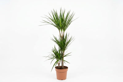 Dracaena marg. 60-30-15, 110cm ht