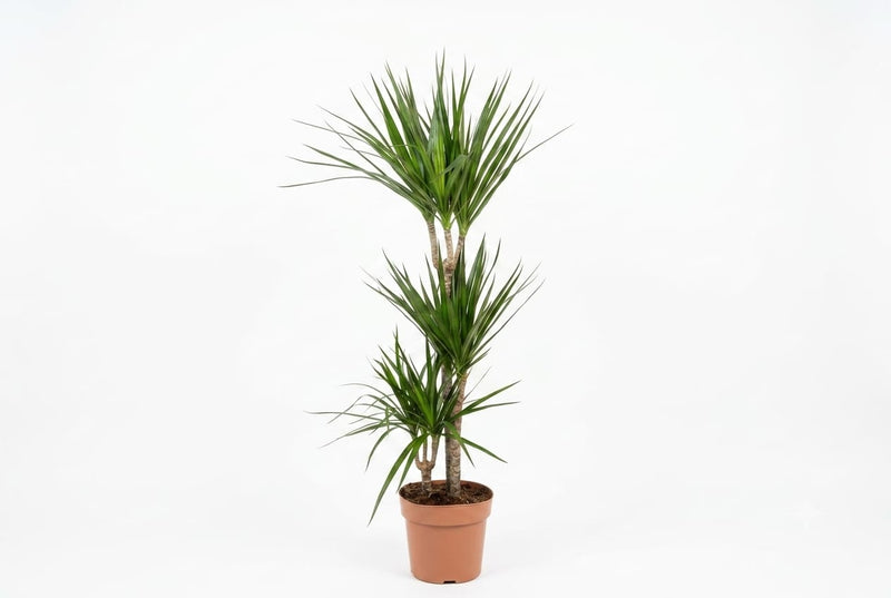 Dracaena marg. 60-30-15, 110cm ht