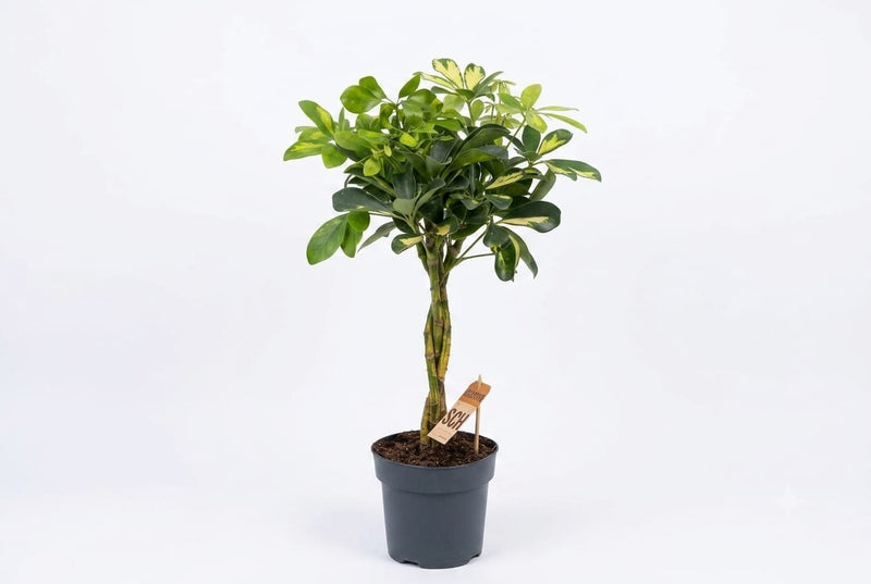 Schefflera arbor. 'Gold Capella' twisted stem (60 cm ht)