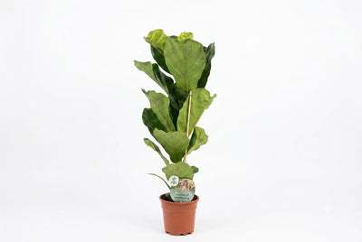 Ficus lyrata-17 cm pot (75 cm ht)