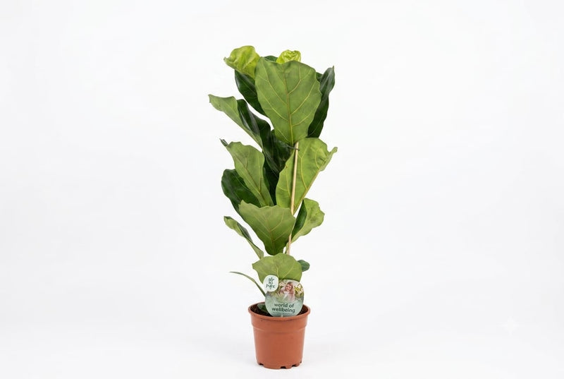 Ficus lyrata-17 cm pot (75 cm ht)