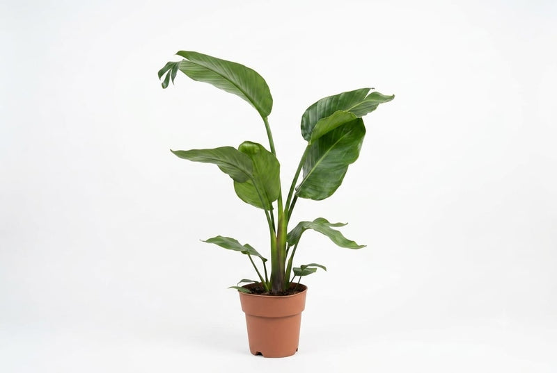 Strelitzia Nicolai -19Cm Pot,85Cm Ht
