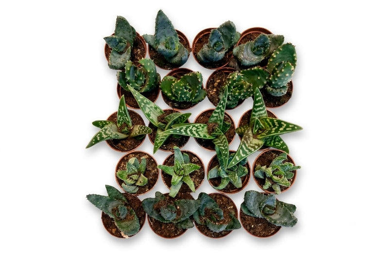 Aloe ... mixed 10cm