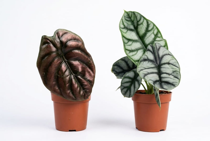 Alocasia mix . 30cm ht (Single pcs)